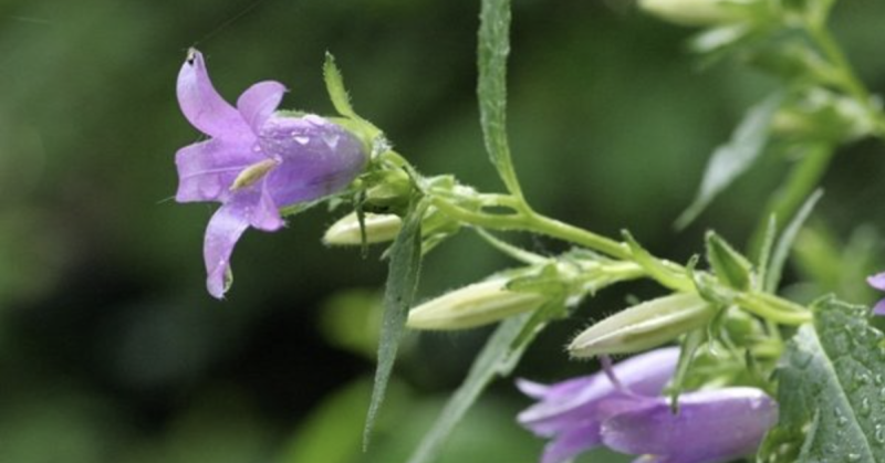 Bioblitz al Giardino Botanico